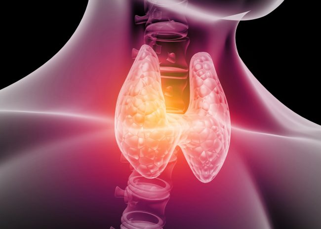 The Anatomy of the Thyroid – Labs and Symptoms